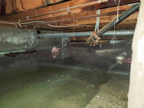 Best Water damage cleanup near me  in Bayou Lourse, LA